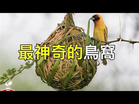 鳥在家築巢風水|鳥巢風水：居家好運密碼